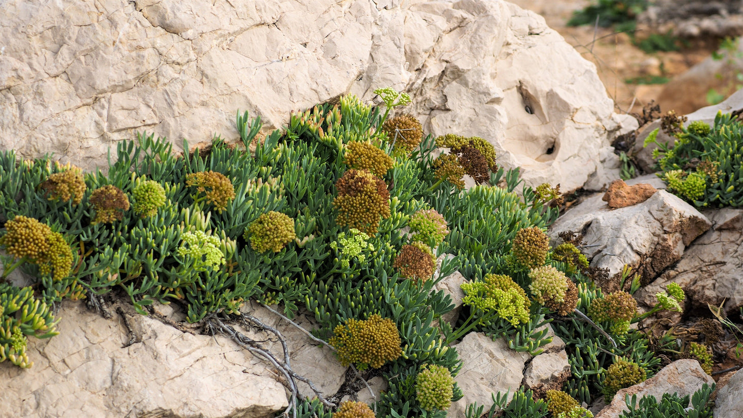 40 SEA FENNEL Rock Samphire Crithmum Maritimum Fragrant Herb Edible Vegetable Yellow Flower Seeds