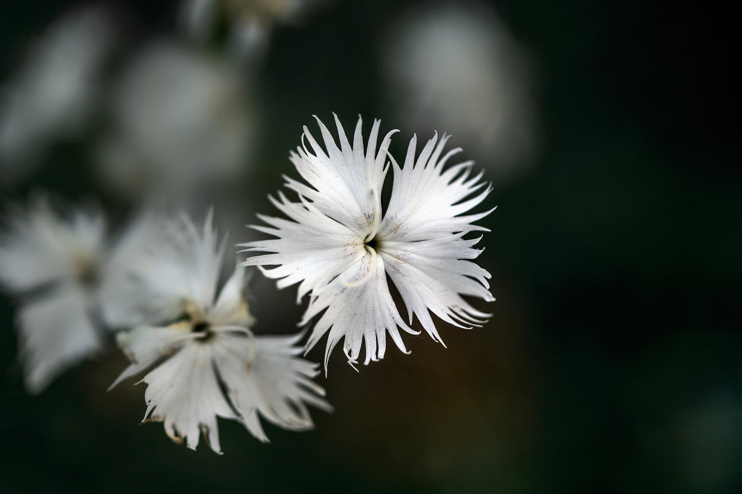 25 Dwarf LITTLE MAIDEN DIANTHUS Arenarius f. Nanus Fragrant White Flower Seeds