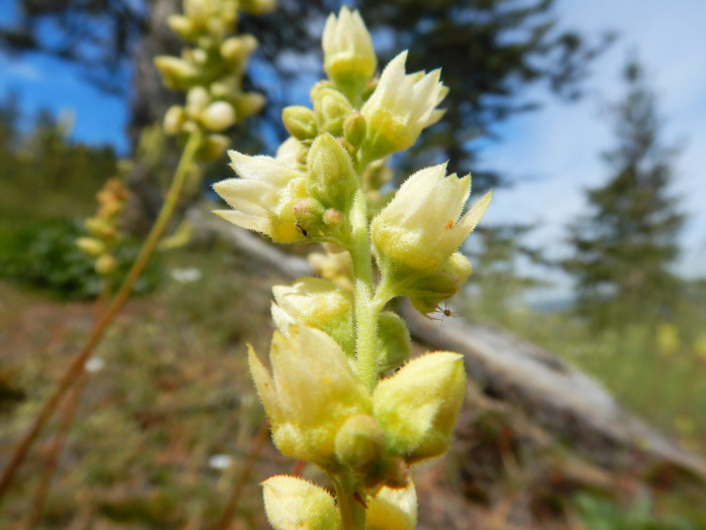 100 ALPINE CORAL BELLS Poker Heuchera Cylindrica Roundleaf Alumroot Sun or Shade Native Flower Seeds