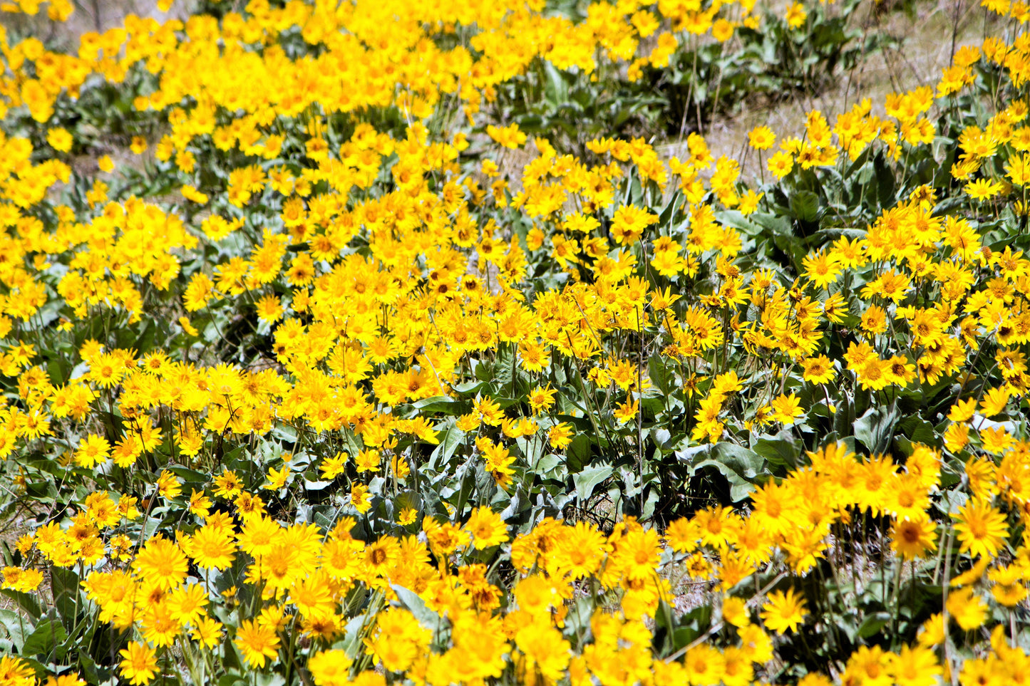 50 ARROWLEAF BALSAMROOT Oregon Sunflower Balsamorhiza Sagittata Native Huge Fragrant Flower Seeds