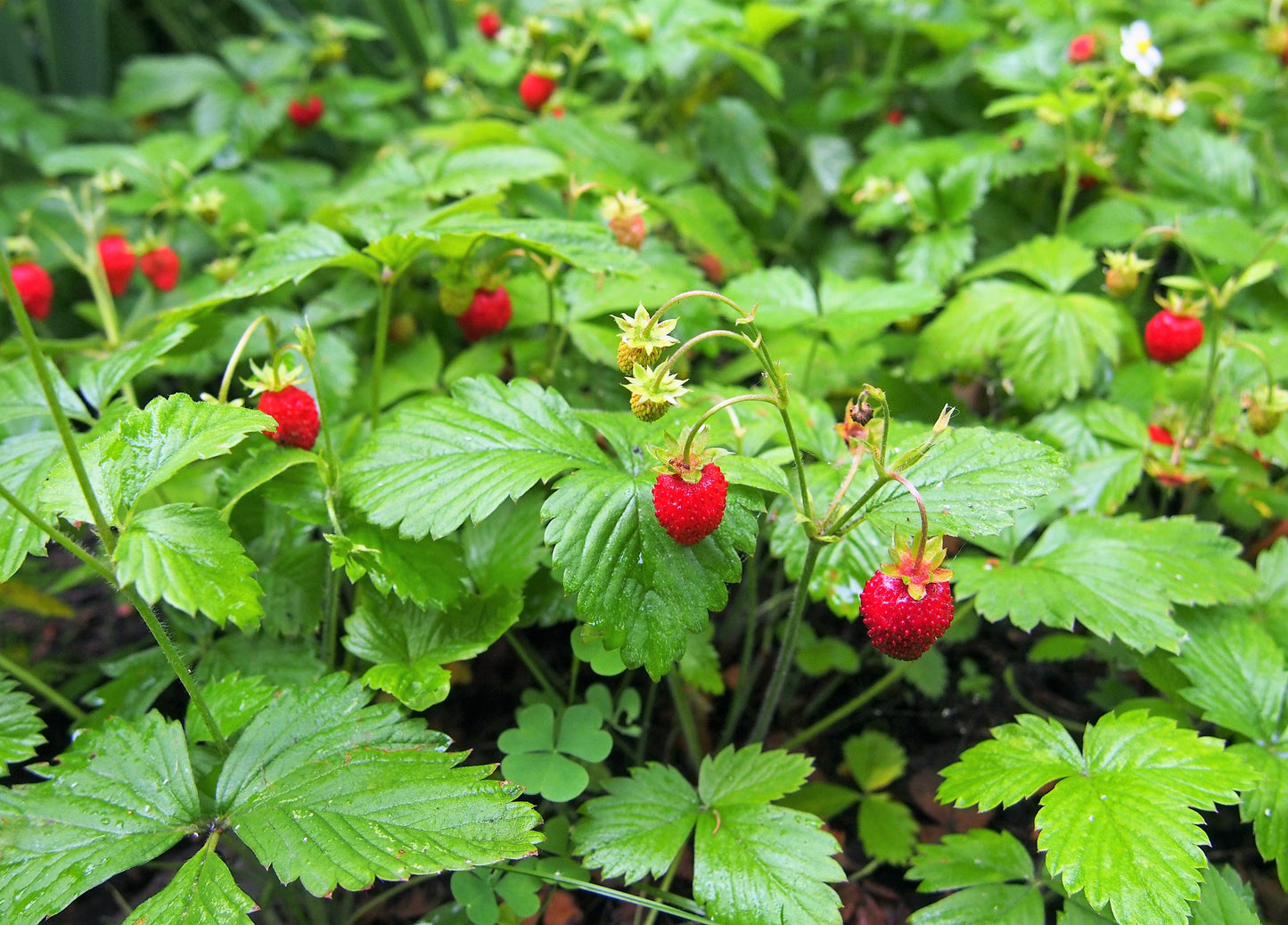 80 California WOODLAND STRAWBERRY Fragaria Vesca Bracteata Pacific Native Strawberry Red Berry Fruit White Flower Seeds
