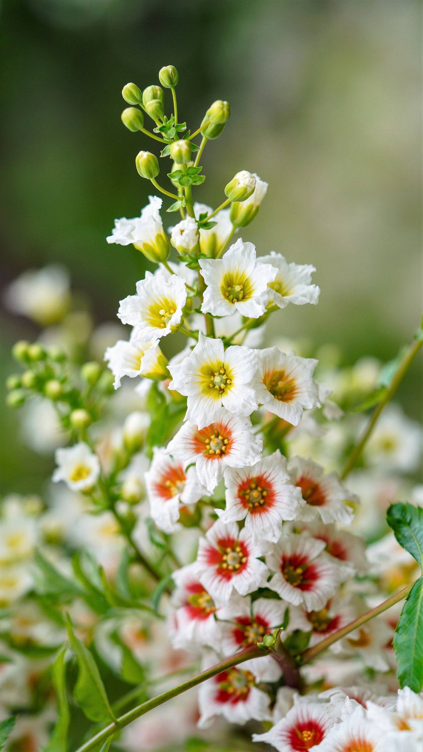 5 YELLOWHORN TREE Xanthoceras Sorbifolium aka Goldenhorn, Raintree, Chinese Flowering Chestnut - White Yellow Red Fragrant Flower Seeds