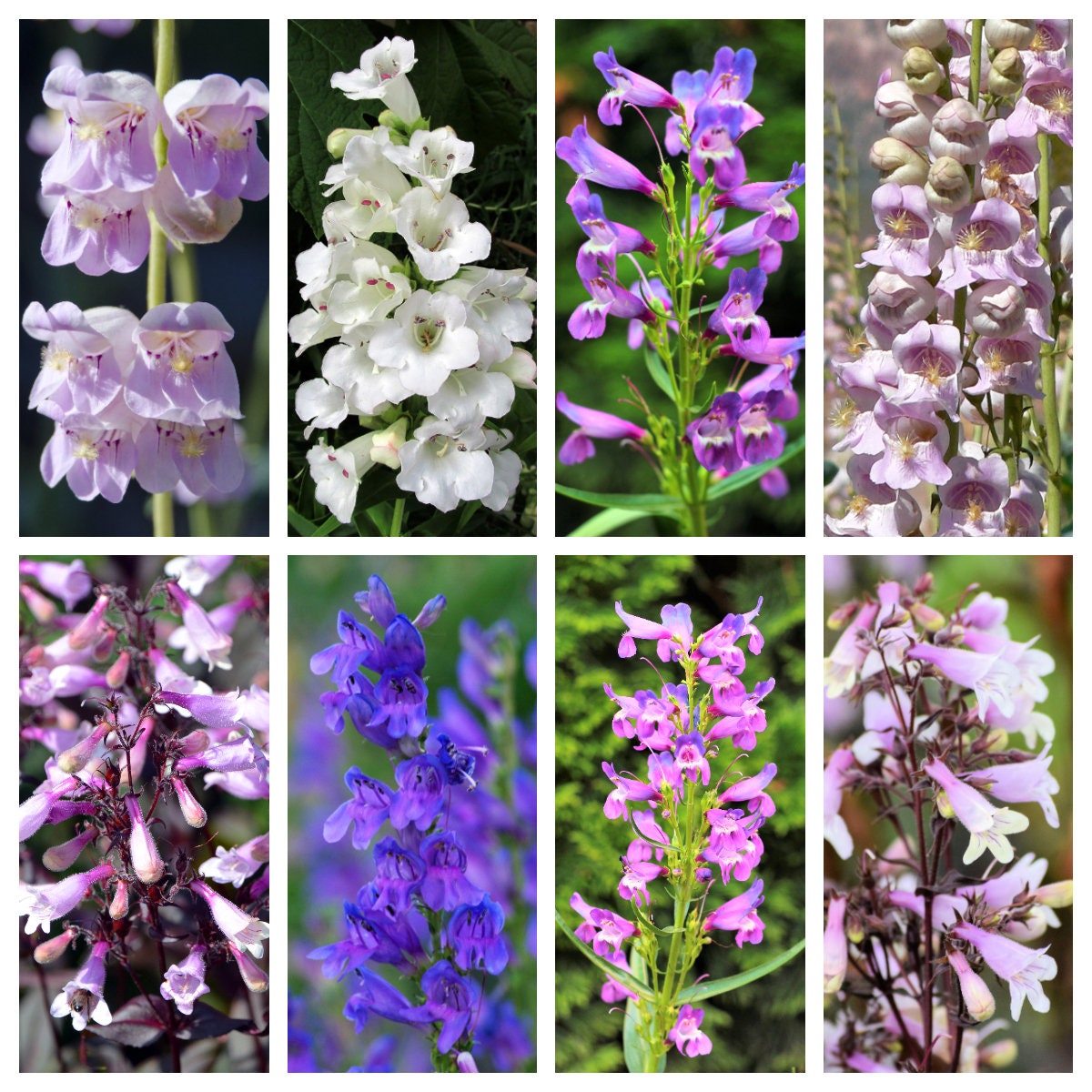 planting penstemon seeds 250 NATIVE MIX Beardtongue PENSTEMON Grandiflorus, Strictus, Cobaea, P – Seedville USA