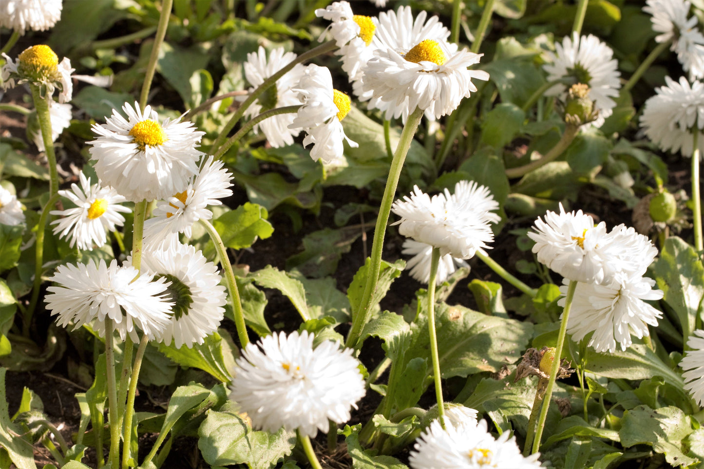 30 Double CRAZY DAISY Leucanthemum x Superbum Big 3" Frizzled White Yellow Shasta Flower Seeds