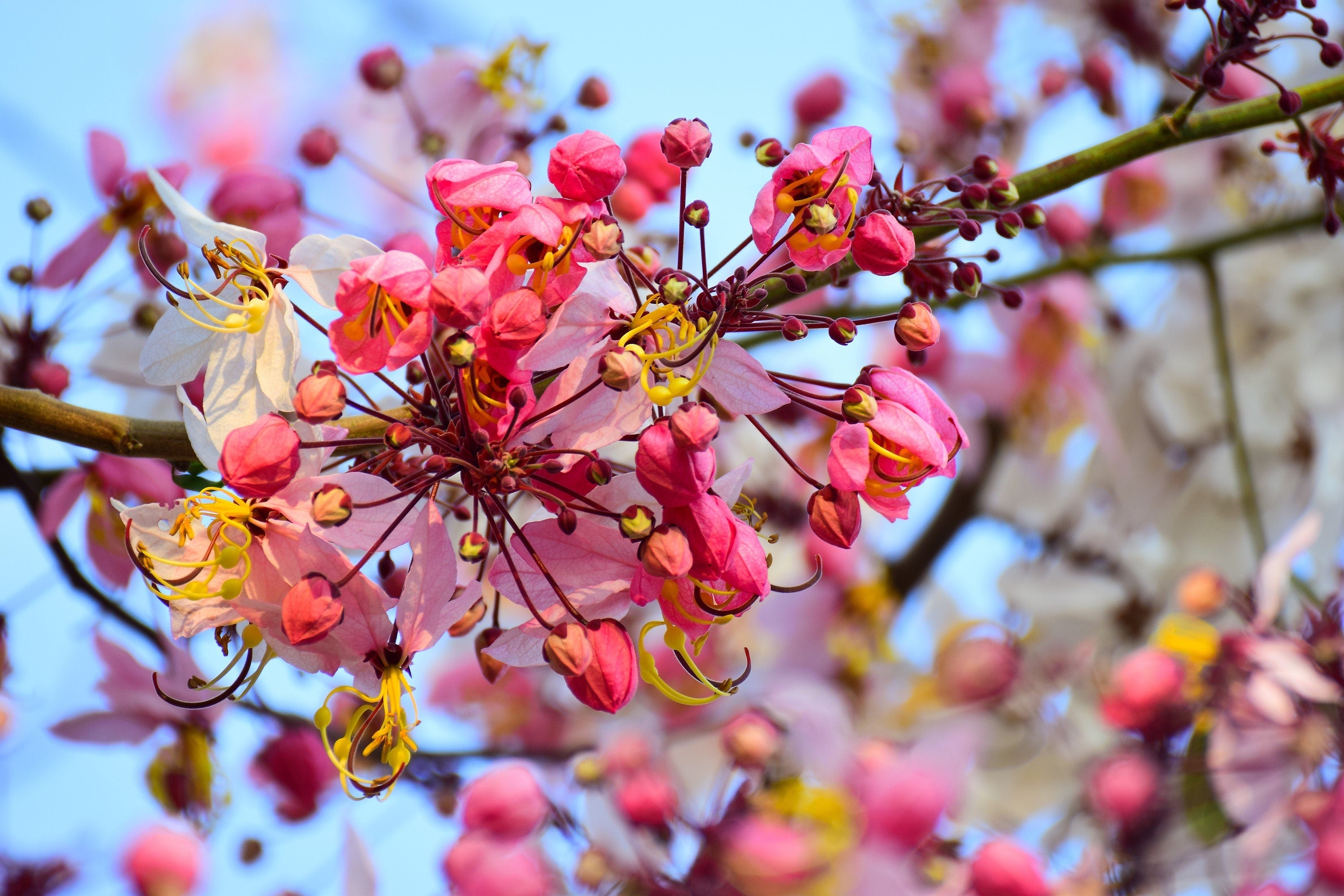 Rainbow shower tree, Flower Confetti