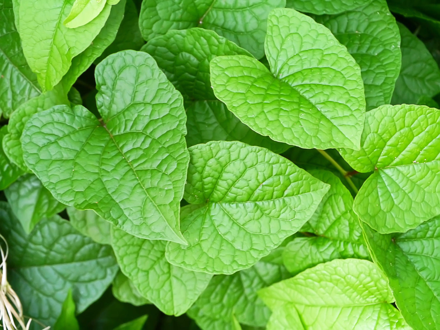 5 CORAL VINE Mexican Creeper Bee Bush Chain of Love Mountain Rose Antigonon Leptopus Bright Pink Climber Ground Cover Flower Seeds