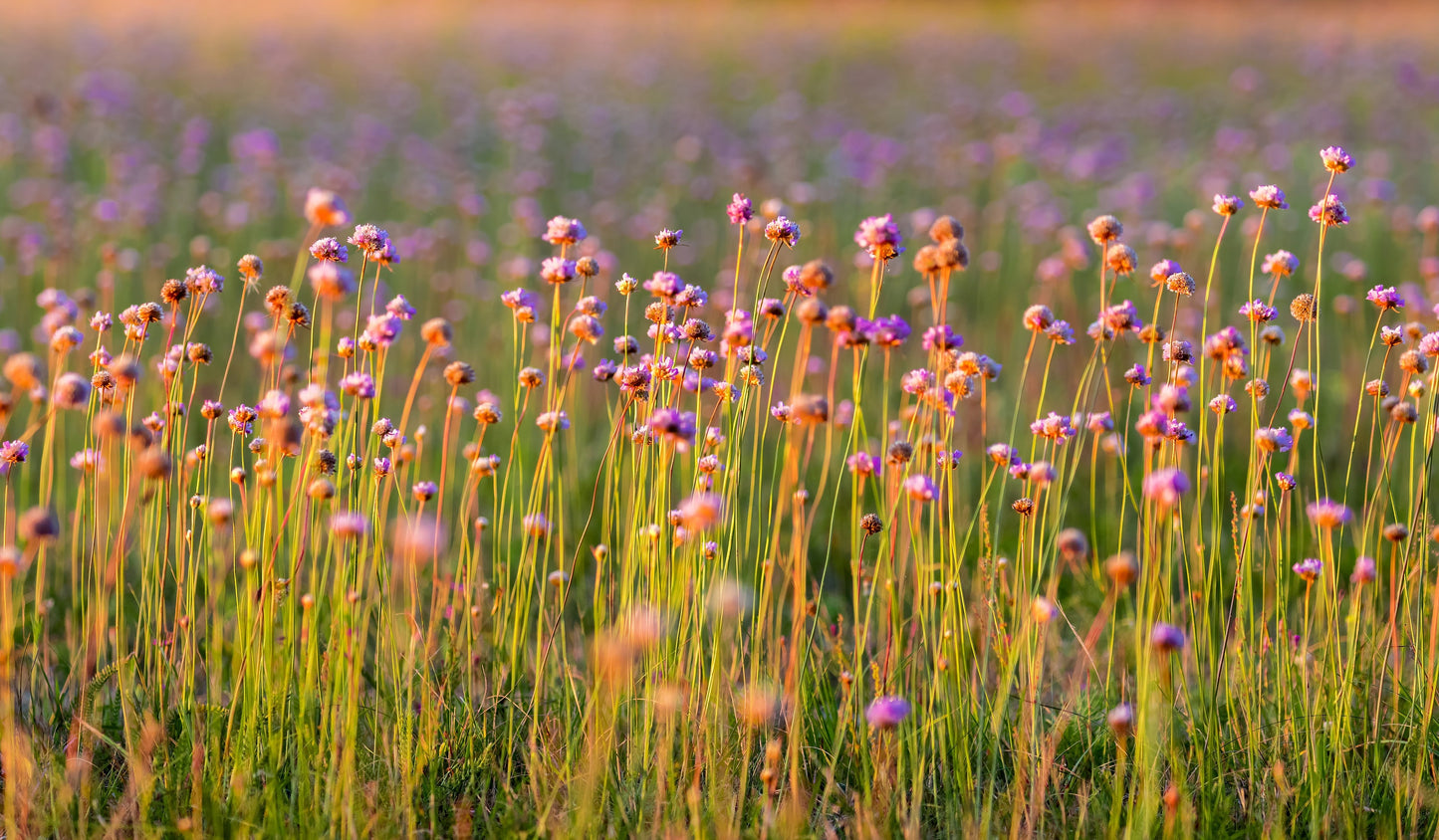 10 MOUSE GARLIC Allium Angulosum Wild Garlic Pink Flower Herb Seeds