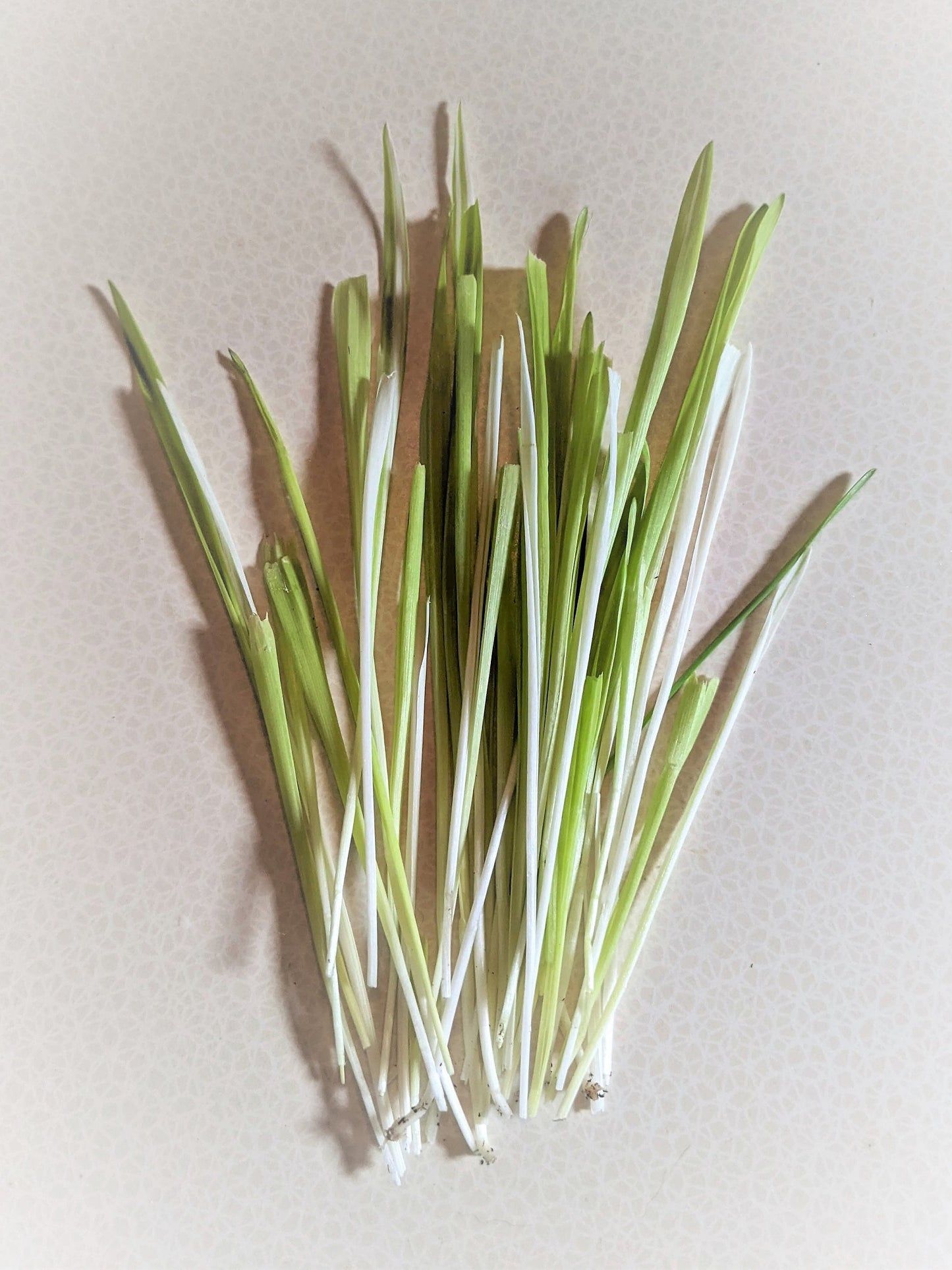 50 VARIEGATED CAT GRASS White & Green Pet Grass Catgrass Triticum Aestivum Barley Seeds