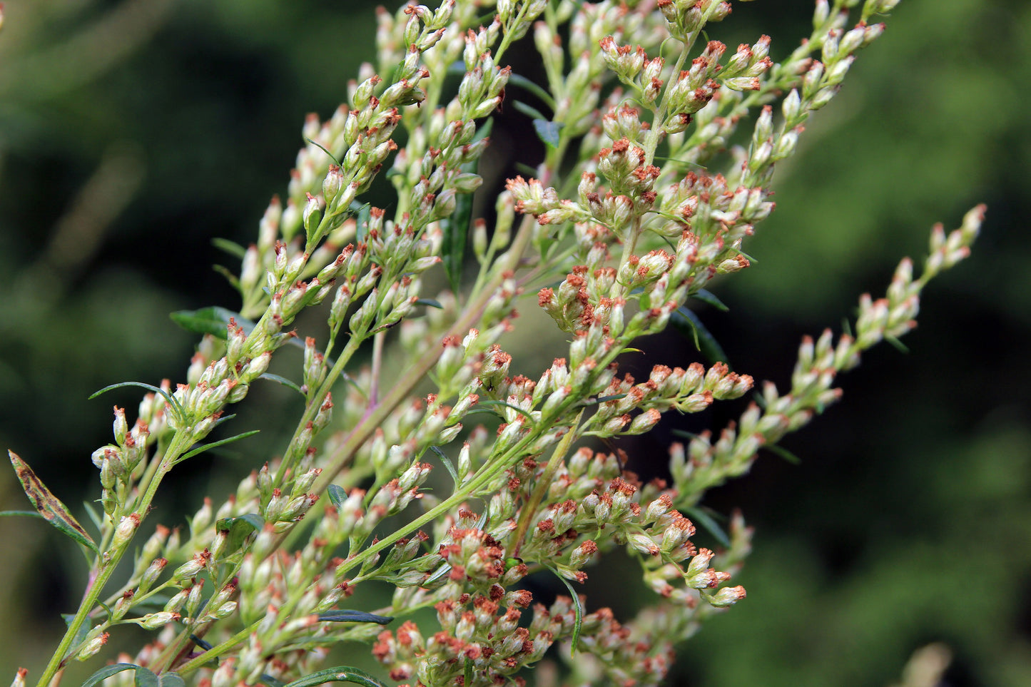 1000 COMMON MUGWORT Artemisia Vulgaris Wild Wormwood Herb Yellow Red Flower Seeds