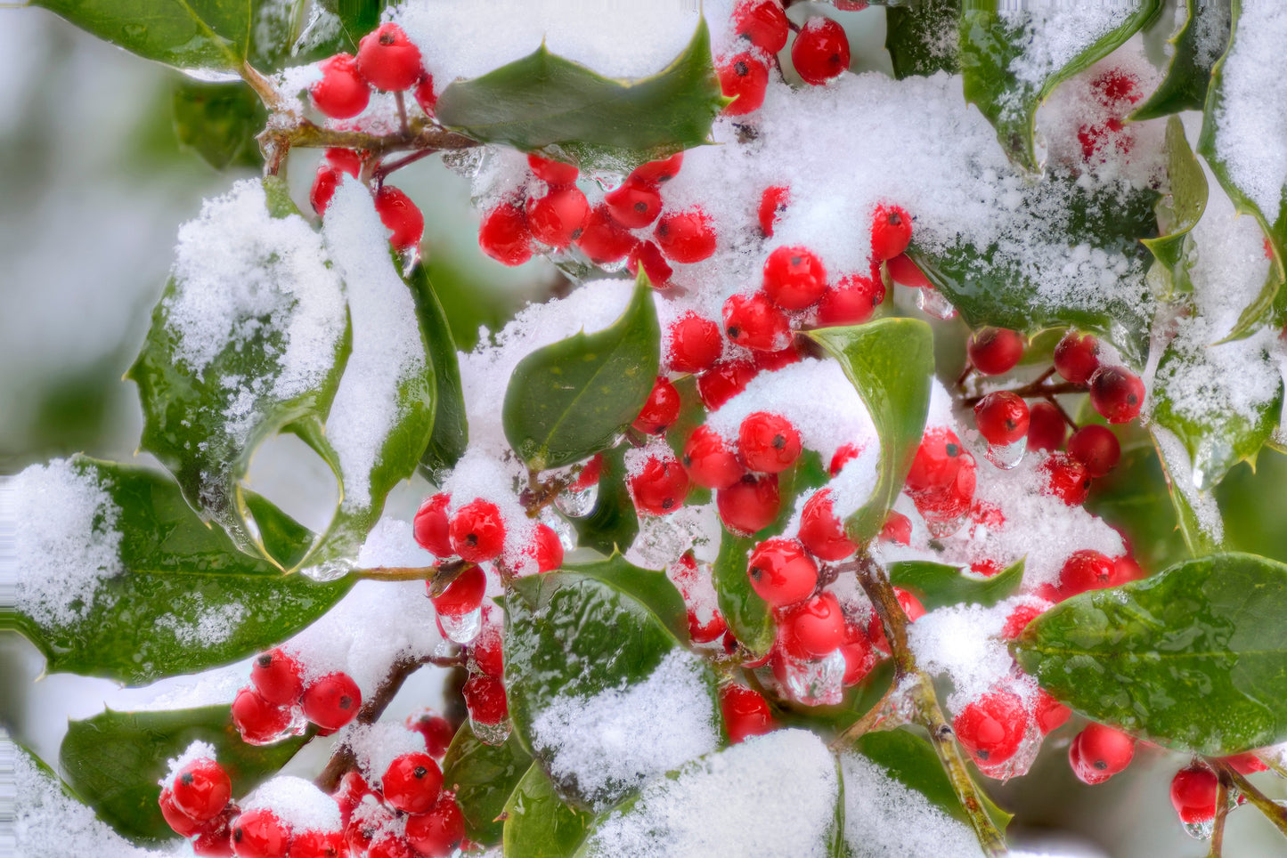 40 AMERICAN HOLLY Ilex Opaca Tree Shrub Evergreen Red Berry Seeds - aka White Holly, Prickly Holly, Christmas Holly, Yule Holly