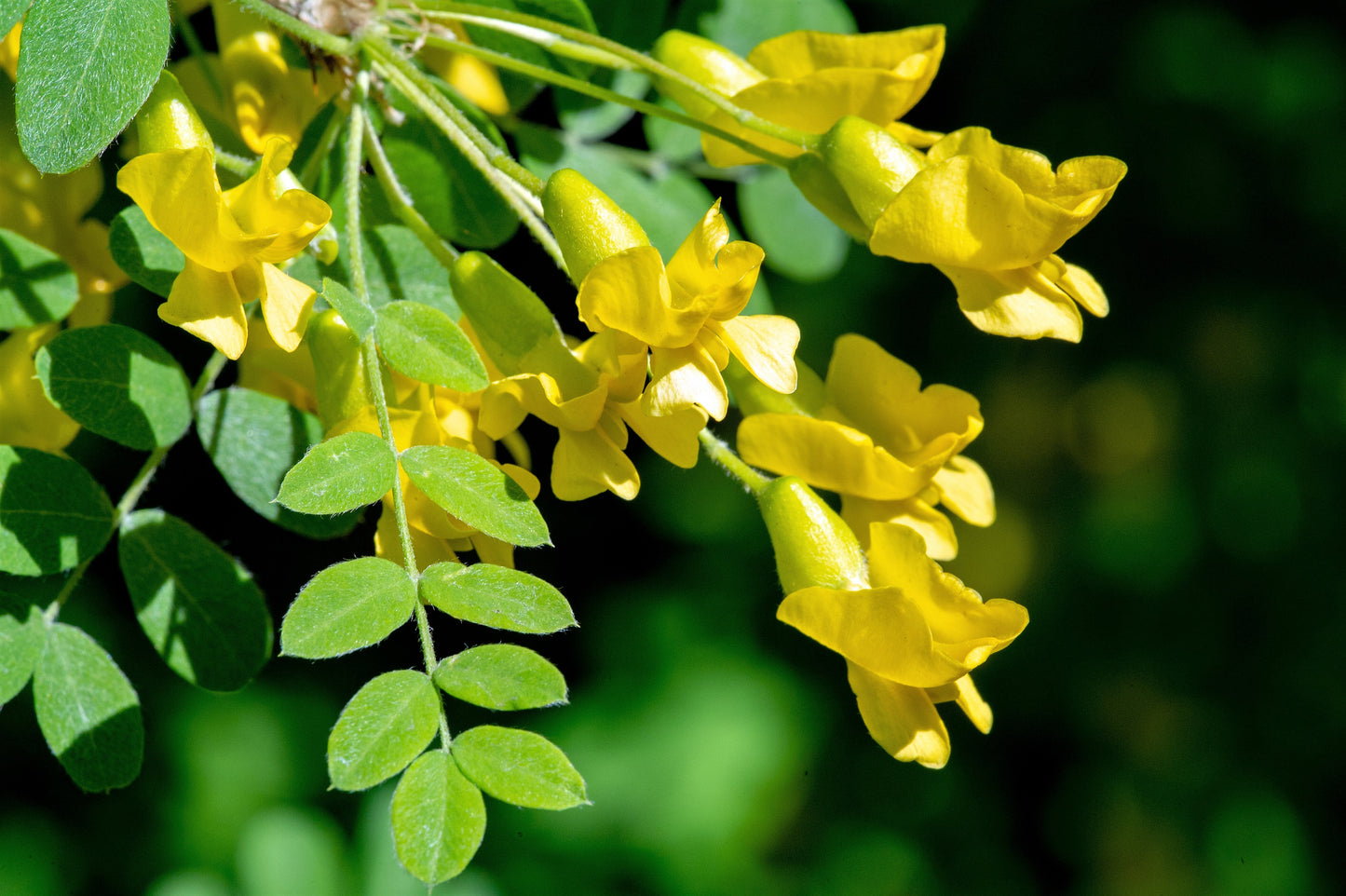 25 SIBERIAN PEASHRUB Caragana Arborescens Peatree Yellow Flower Legume Vegetable Seeds