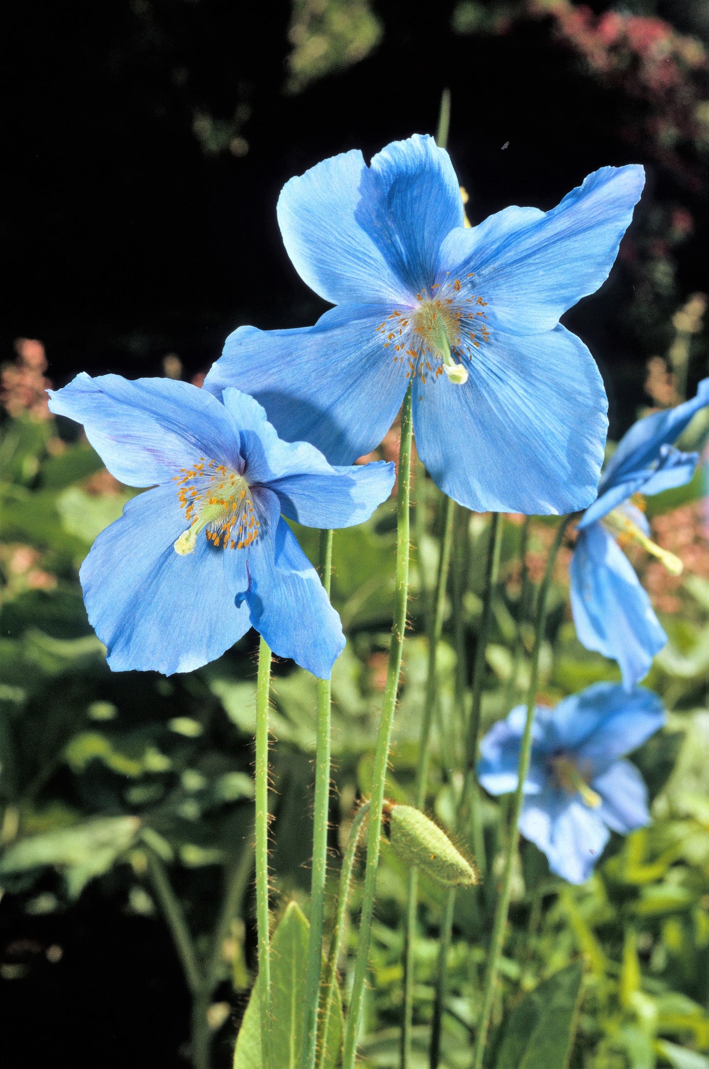 10 BLUE HIMALAYAN POPPY Tibetan Meconopsis Betonicifolia Flower Seeds