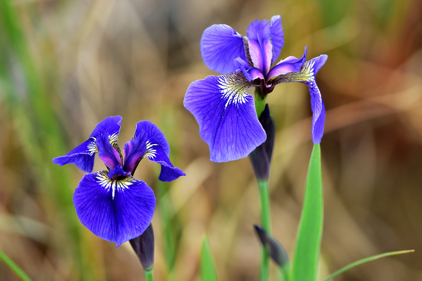 20 ALASKA IRIS Setosa Wild Flag Beachhead Blue Purple White Yellow Native Wetland Flower Seeds