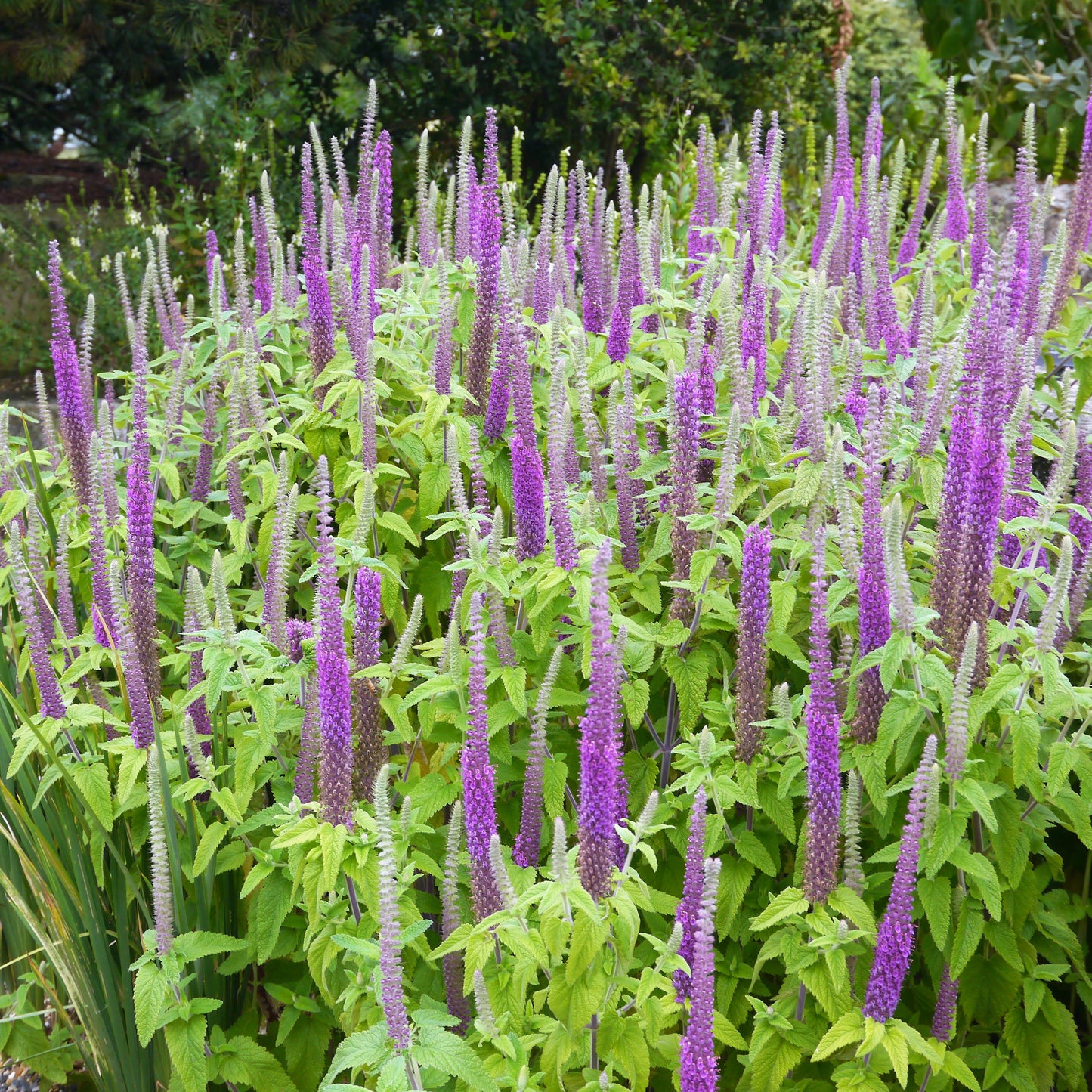 100 PURPLE TAILS WOOD SAGE Teucrium Hyrcanicum Caucasian Germander Herb Reddish Purple Flower Seeds