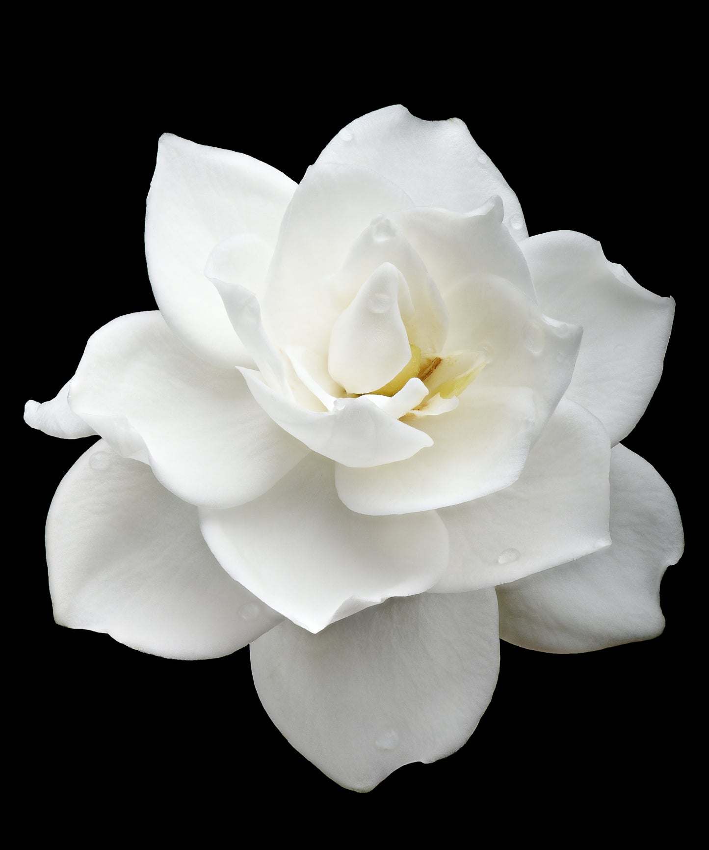 50 GARDENIA Jasminoides / CAPE JASMINE Fragrant White Shrub Houseplant Flower Seeds