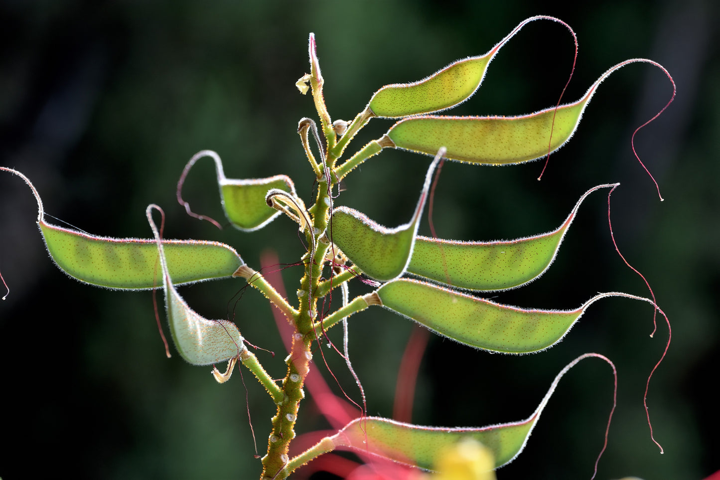 5 DESERT BIRD OF PARADISE Shrub Caesalpinia Gilliesii Poinciana Red & Yellow Flower Seeds