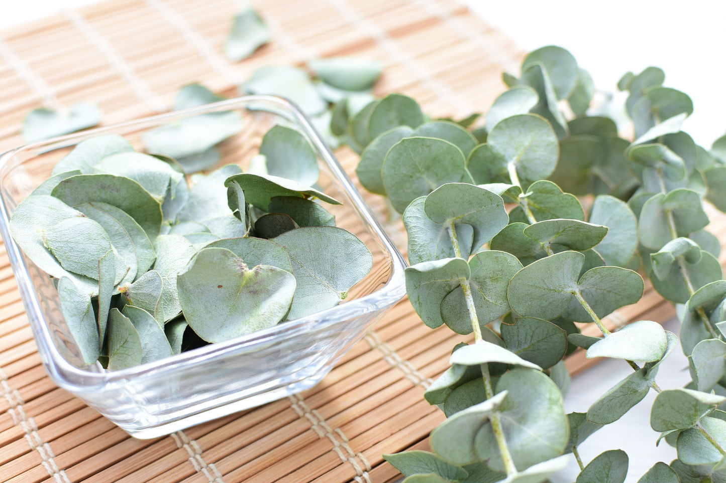 20 SILVER DROP EUCALYPTUS Gunnii Cider Gum Silver Blue Foliage Florist Tree Seeds