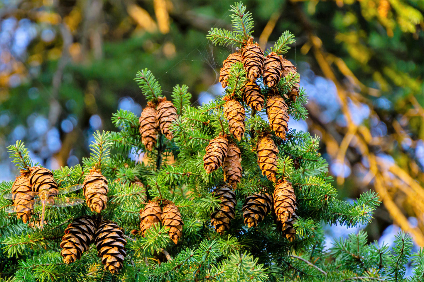 20 DOUGLAS FIR Tree Abies Pseudotsuga Menziesii Christmas Tree Blue Douglas Pine Spruce Native Evergreen Seeds