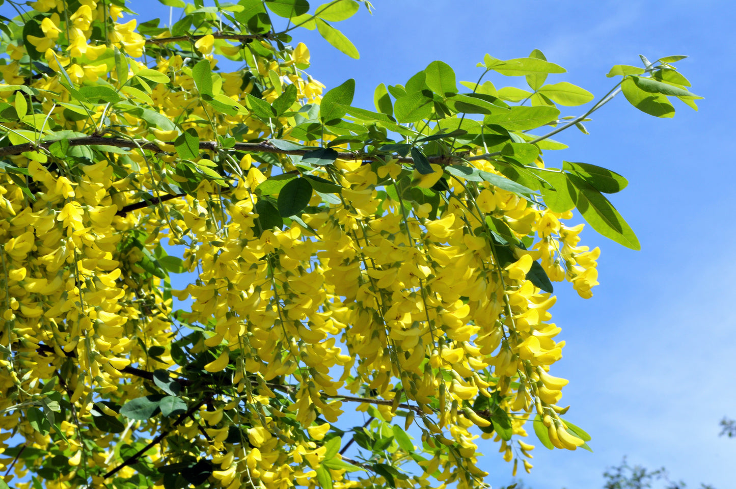 25 SIBERIAN PEASHRUB Caragana Arborescens Peatree Yellow Flower Legume Vegetable Seeds