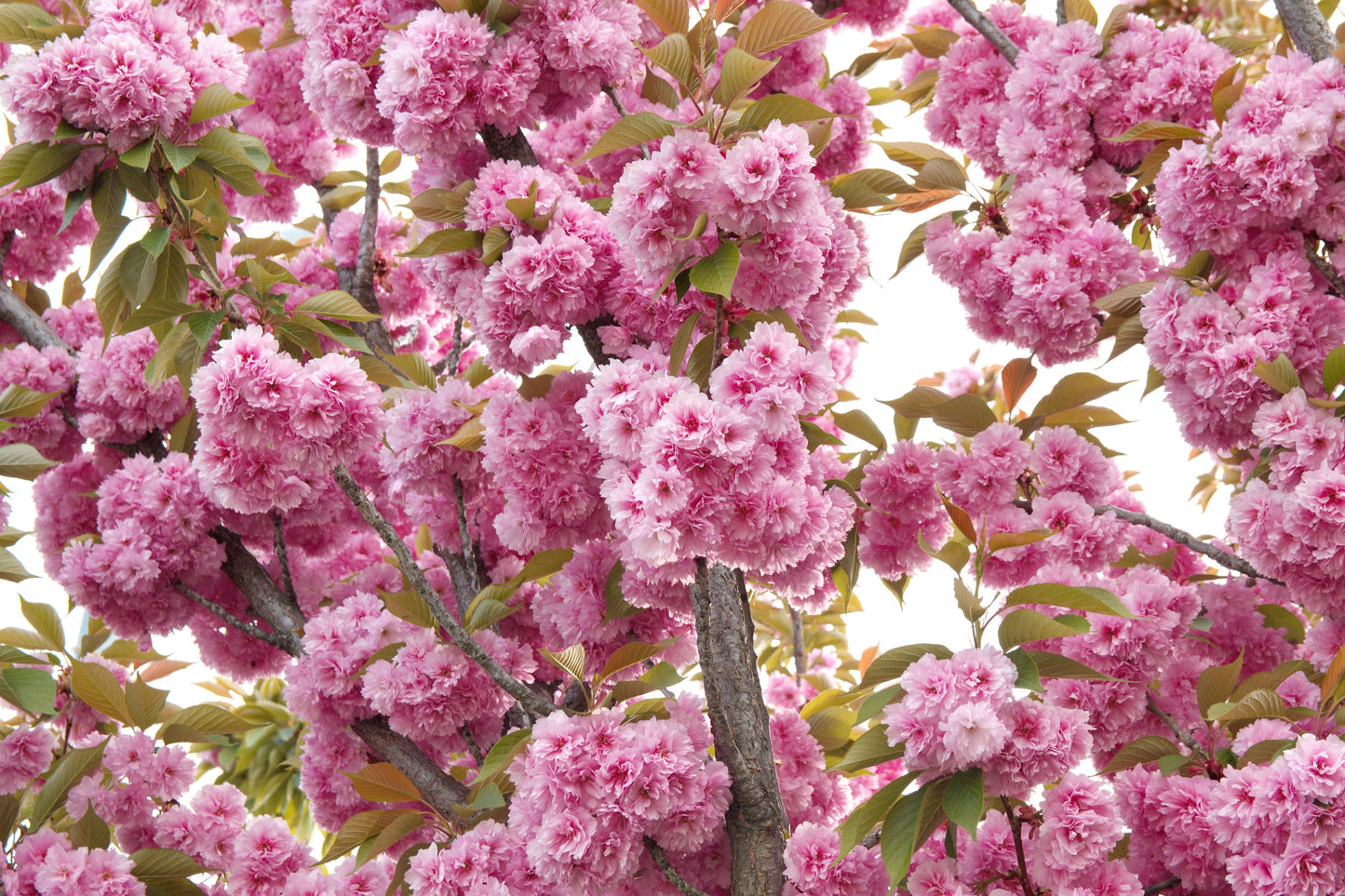 10 JAPANESE FLOWERING CHERRY Tree Oriental Prunus Serrulata Flower Seeds