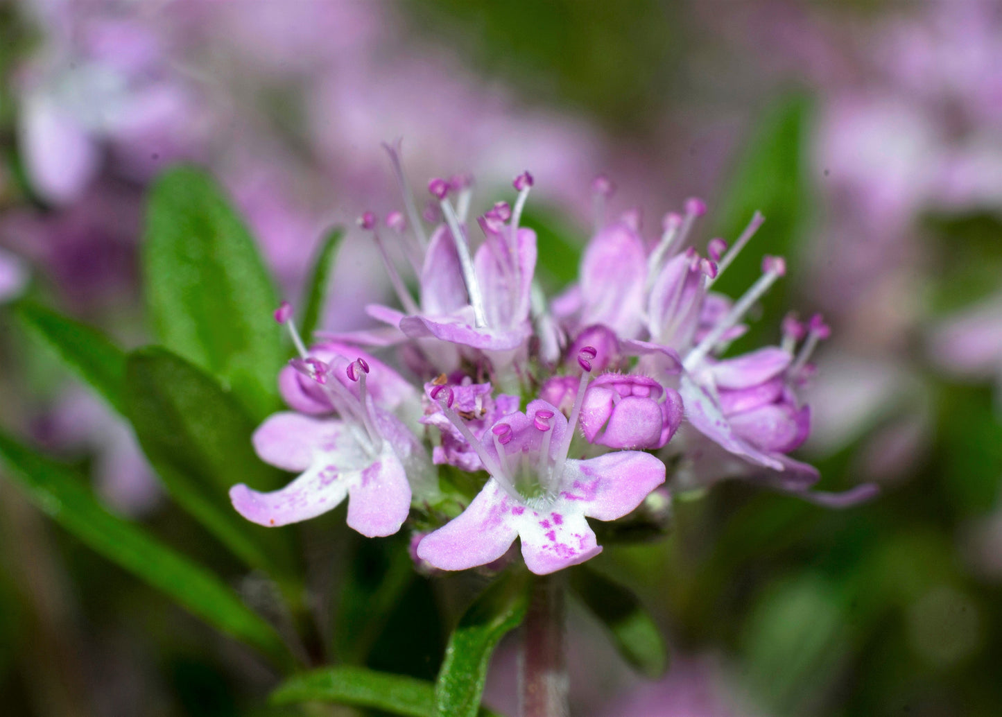 10,000 BULK LEMON THYME Thymus Pulegioides Herb Purple Flower Fragrant Evergreen Seeds