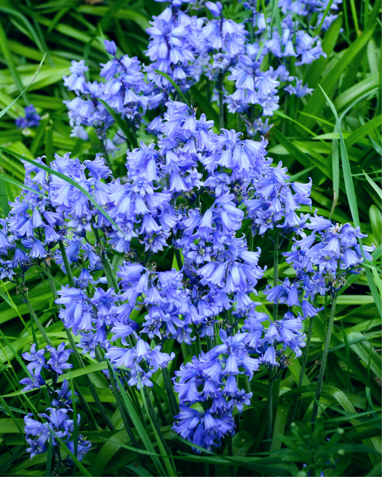 10 WOOD HYACINTH Mixed Colors English Woodland Spanish Bluebell Scilla Campanulata Hyacinthoides Hispanica Pink Purple White Flower Seeds