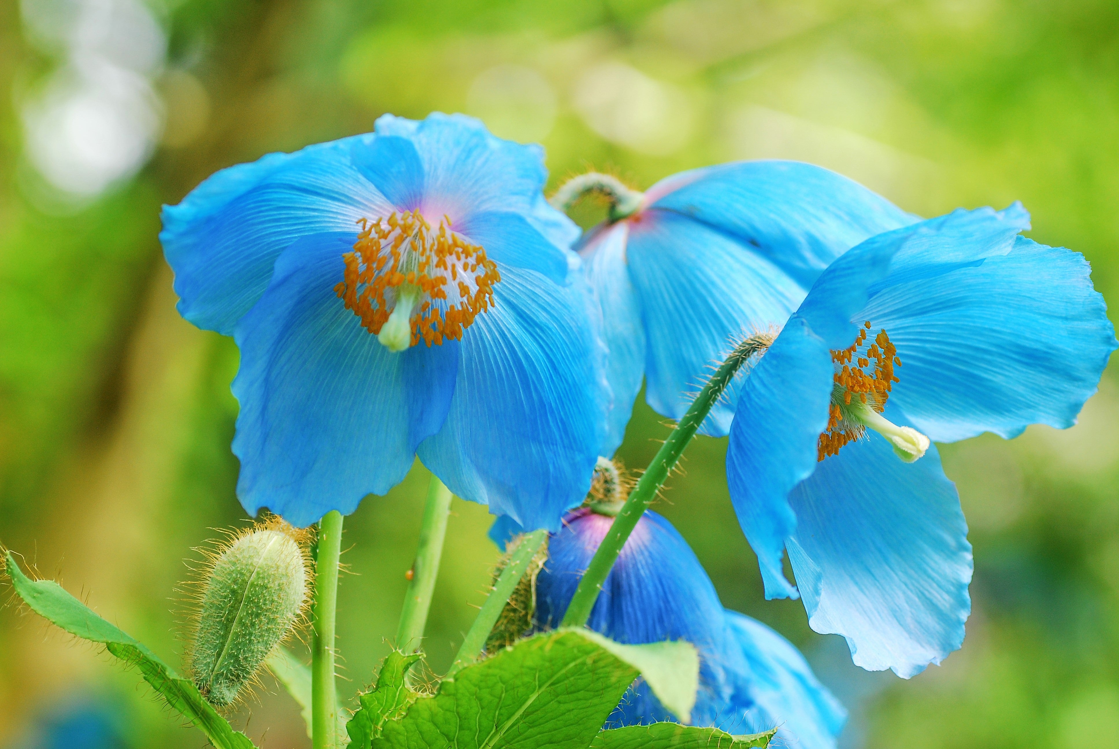 blue poppy flower