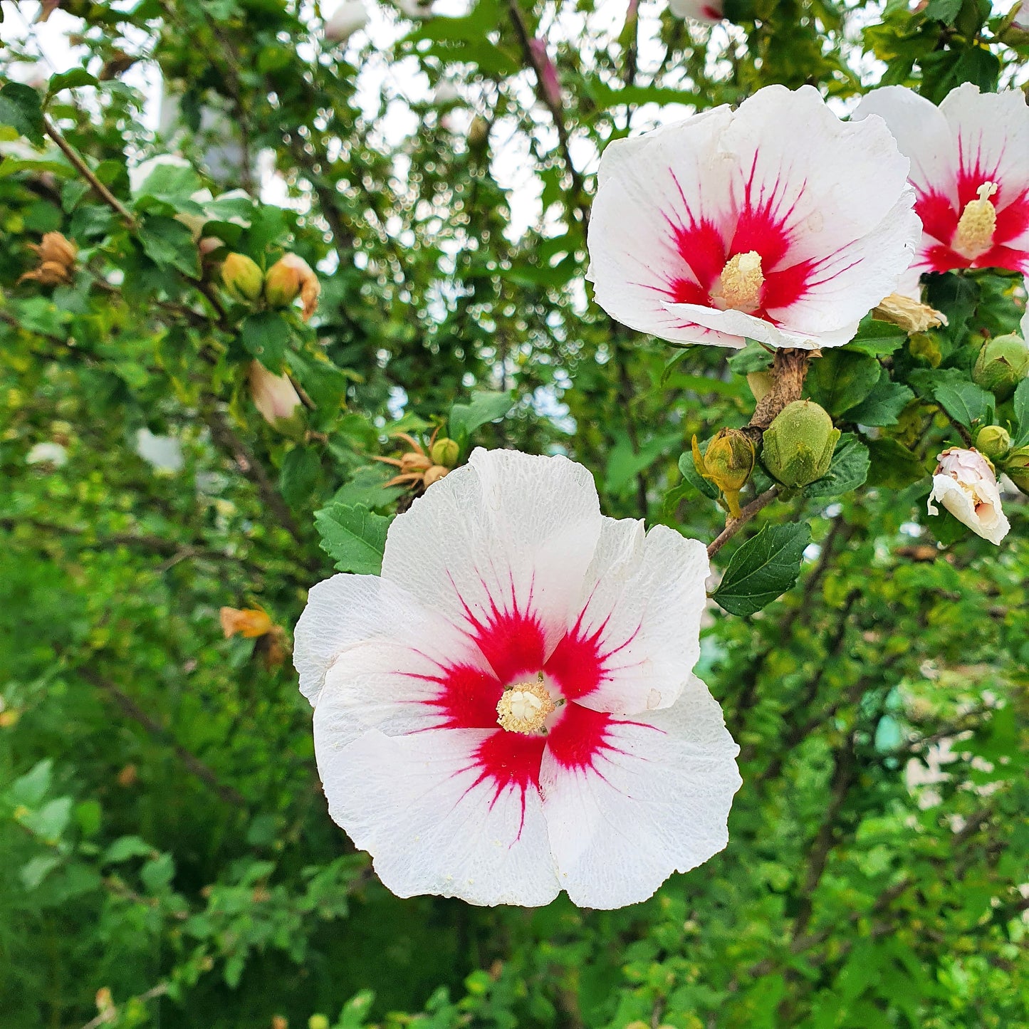 25 White & Hot Pink ROSE Of SHARON HIBISCUS Syriacus Flower Tree Bush Seeds