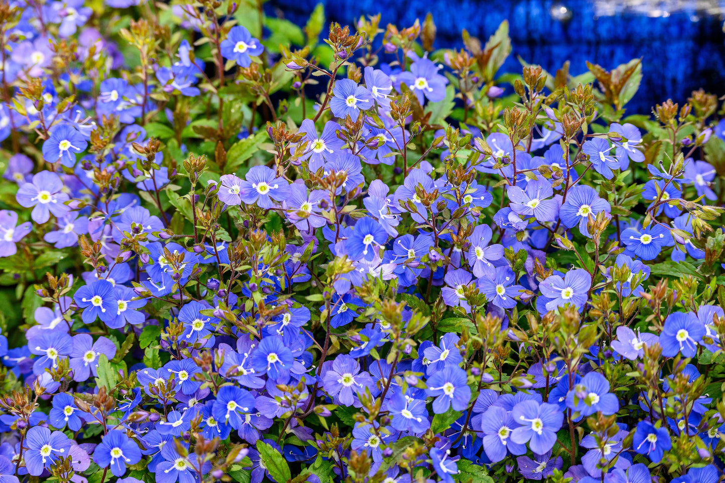 25 CREEPING BLUE SPEEDWELL Veronica Repens Groundcover Flower Seeds
