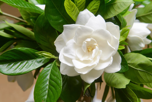 50 GARDENIA Jasminoides / CAPE JASMINE Fragrant White Shrub Houseplant Flower Seeds