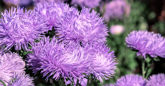 30 VIOLET Purple NEEDLE ASTER Callistephus Chinensis Unicom Flower Seeds