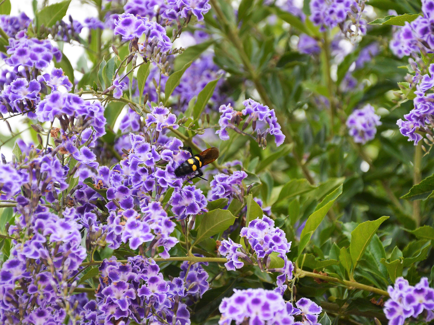 10 GOLDEN DEWDROP Duranta Erecta Repens Golden Foliage Blue Violet Purple White Flower Orange Ornamental Berry Shrub Seeds
