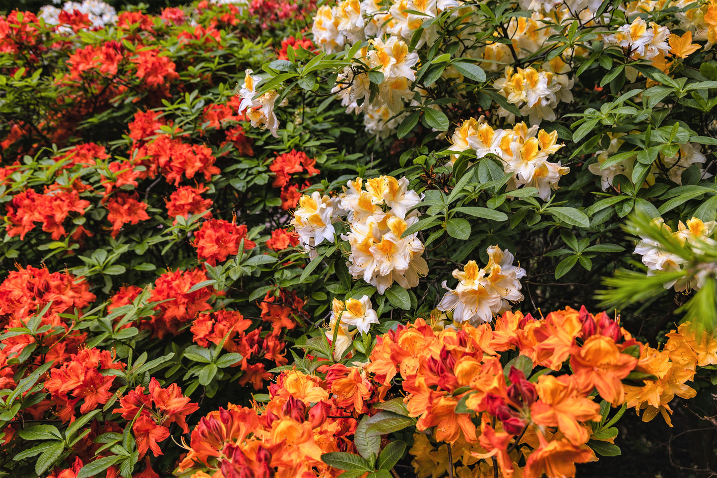 50 MIXED HYBRIDS RHODODENDRON spp. Mixed Colors - Red, Pink, Purple, White, Yellow, Orange Flower Sun or Shade Bush Shrub Seeds