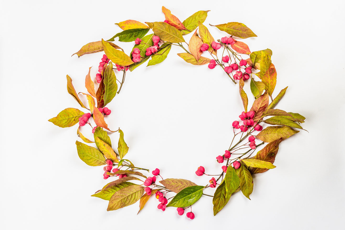 25 EUROPEAN SPINDLE TREE Euonymus Europaeus Spindletree Pink & Orange Flower Shrub Seeds