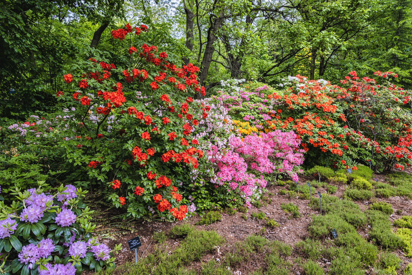 50 MIXED HYBRIDS RHODODENDRON spp. Mixed Colors - Red, Pink, Purple, White, Yellow, Orange Flower Sun or Shade Bush Shrub Seeds