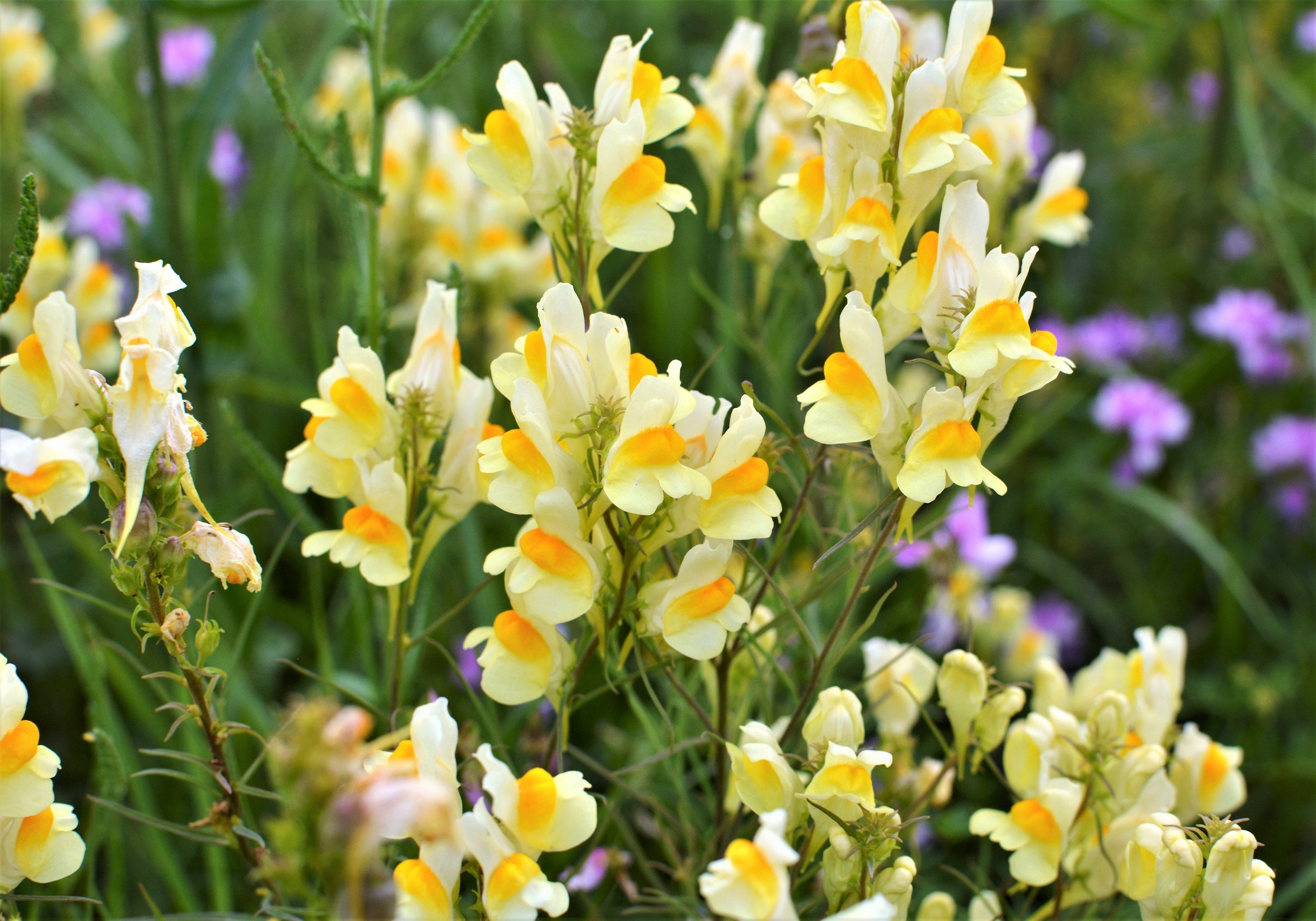 butter and eggs flower seeds 500 BUTTER & EGGS TOADFLAX Linaria Vulgaris Wild Snapdragon Bicolor Yellow Flower Seeds