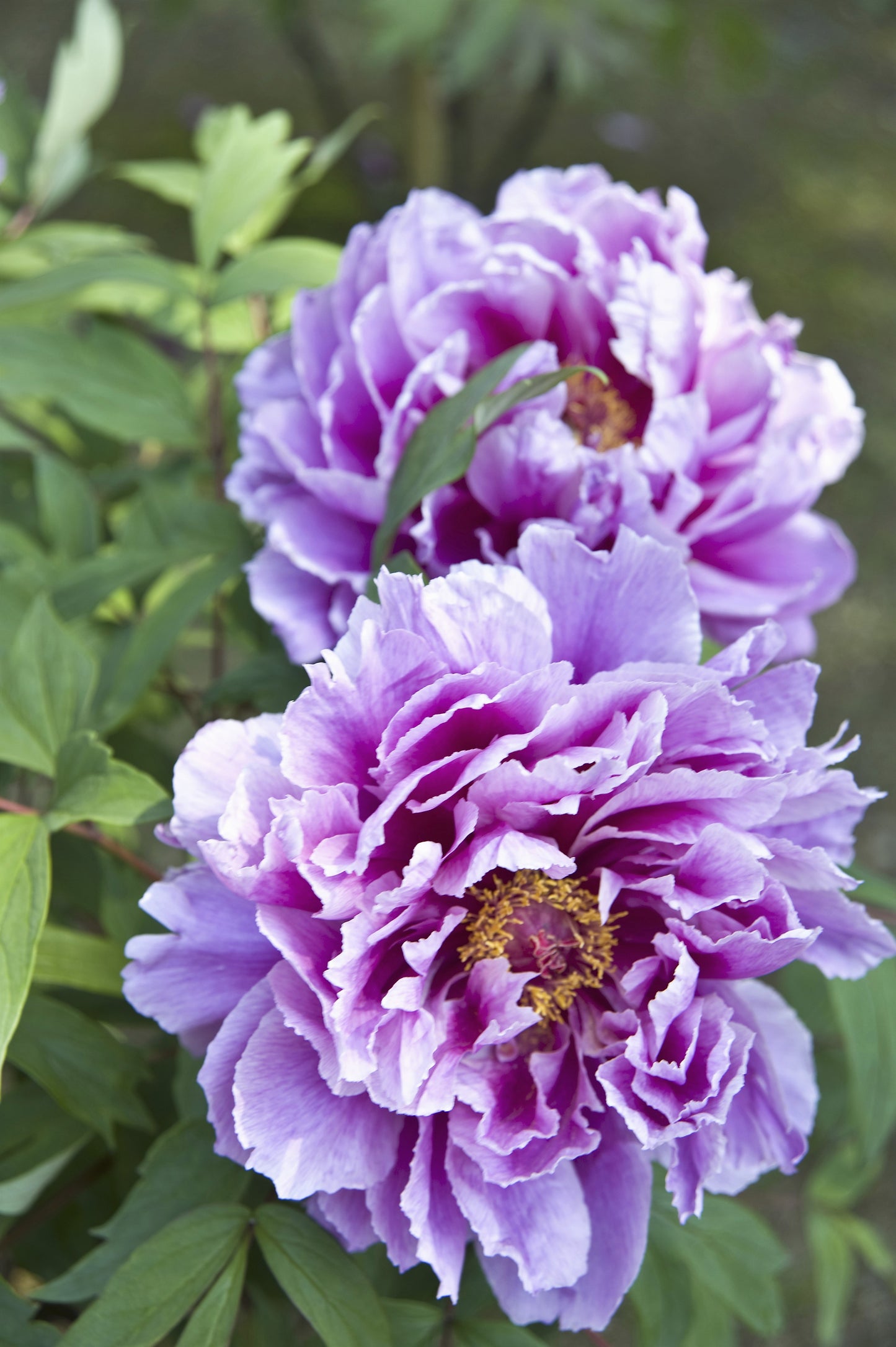 10 TREE PEONY Mountain Paeony Paeonia Suffruticosa Arborea Mixed Colors Red Pink White Purple Yellow Bicolor Flower Shrub Seeds