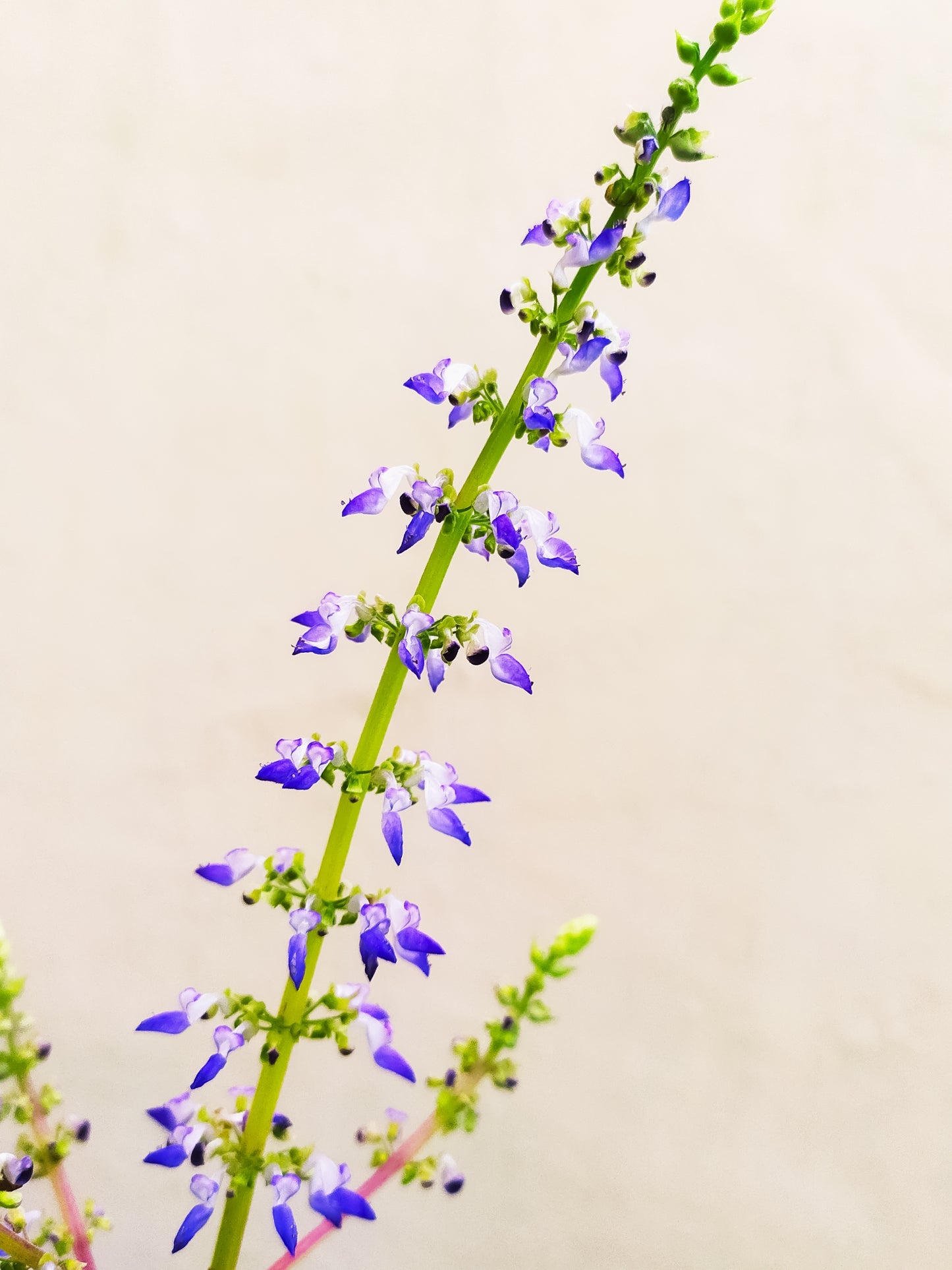 20 BLACK DRAGON COLEUS Solenostemon Scutellarioides Painted Nettle Maroon & Black Shade Flower Seeds