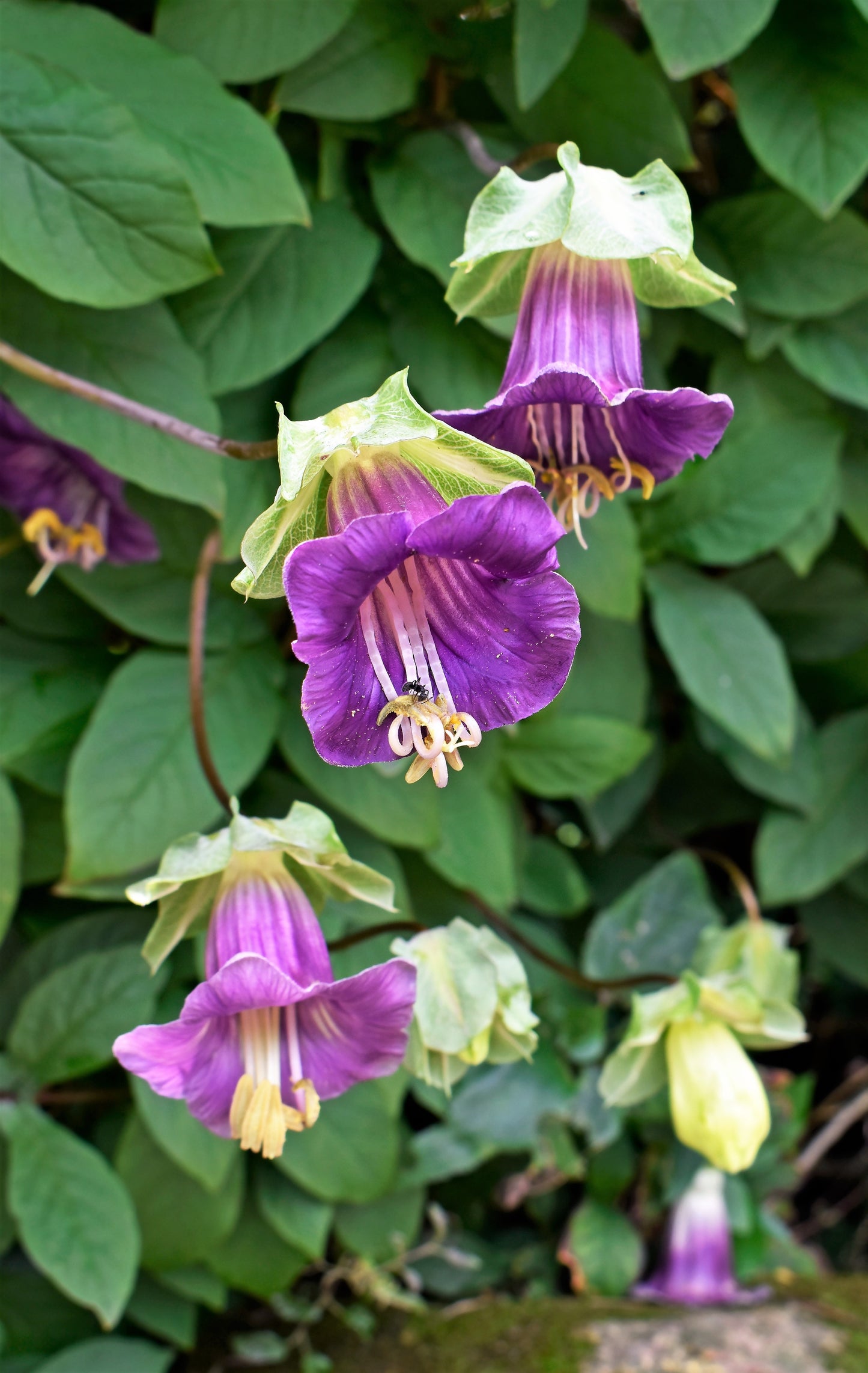 5 CUP & SAUCER VINE Cathedral Bells Cobaea Scandens Climber Purple Hummingbird Flower Seeds