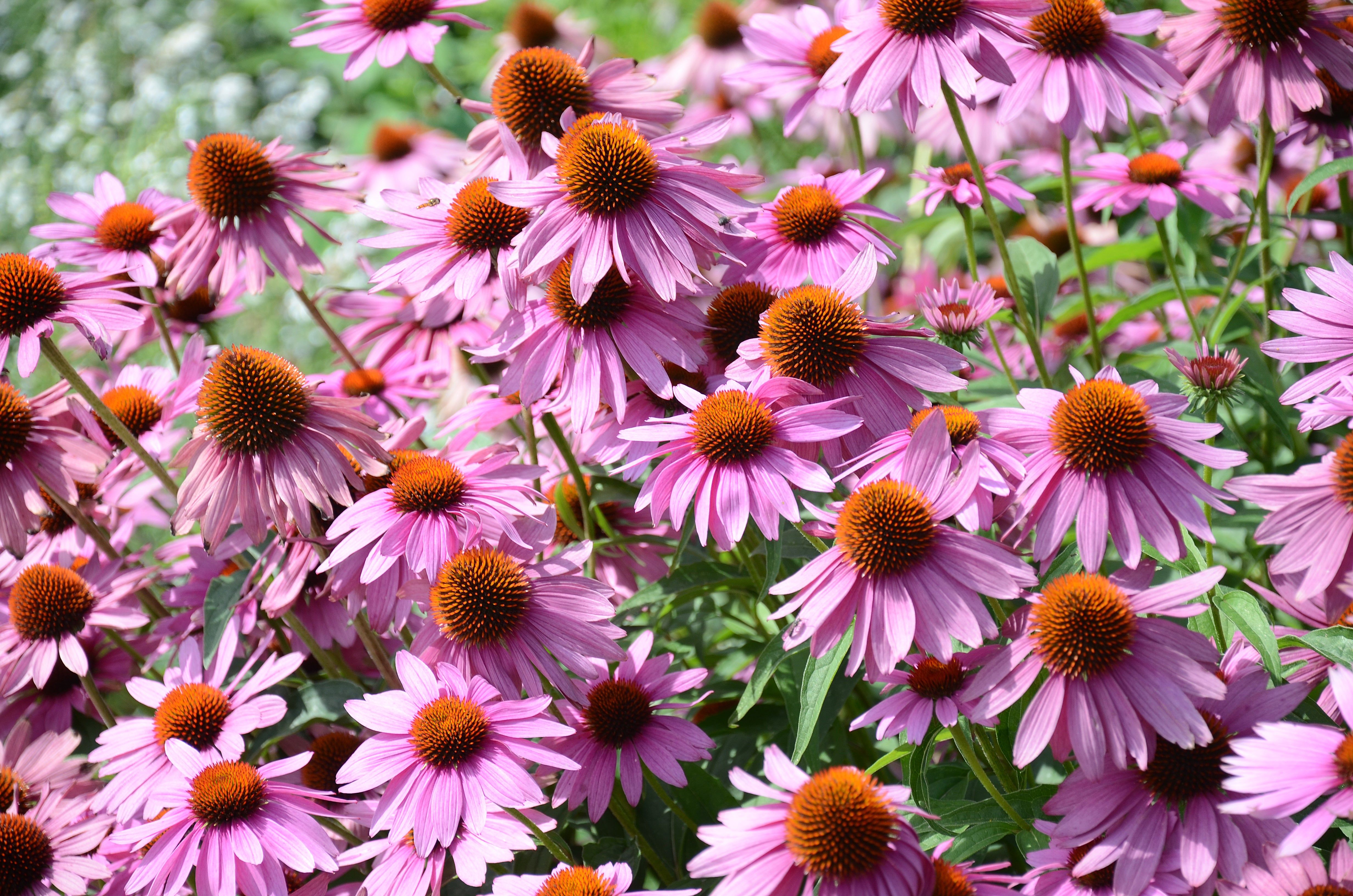 echinacea purple coneflower seeds - perennial wildflower - non gmo 1000 PURPLE CONEFLOWER Echinacea Purpurea Heirloom Flower Herb Seeds – Seedville USA