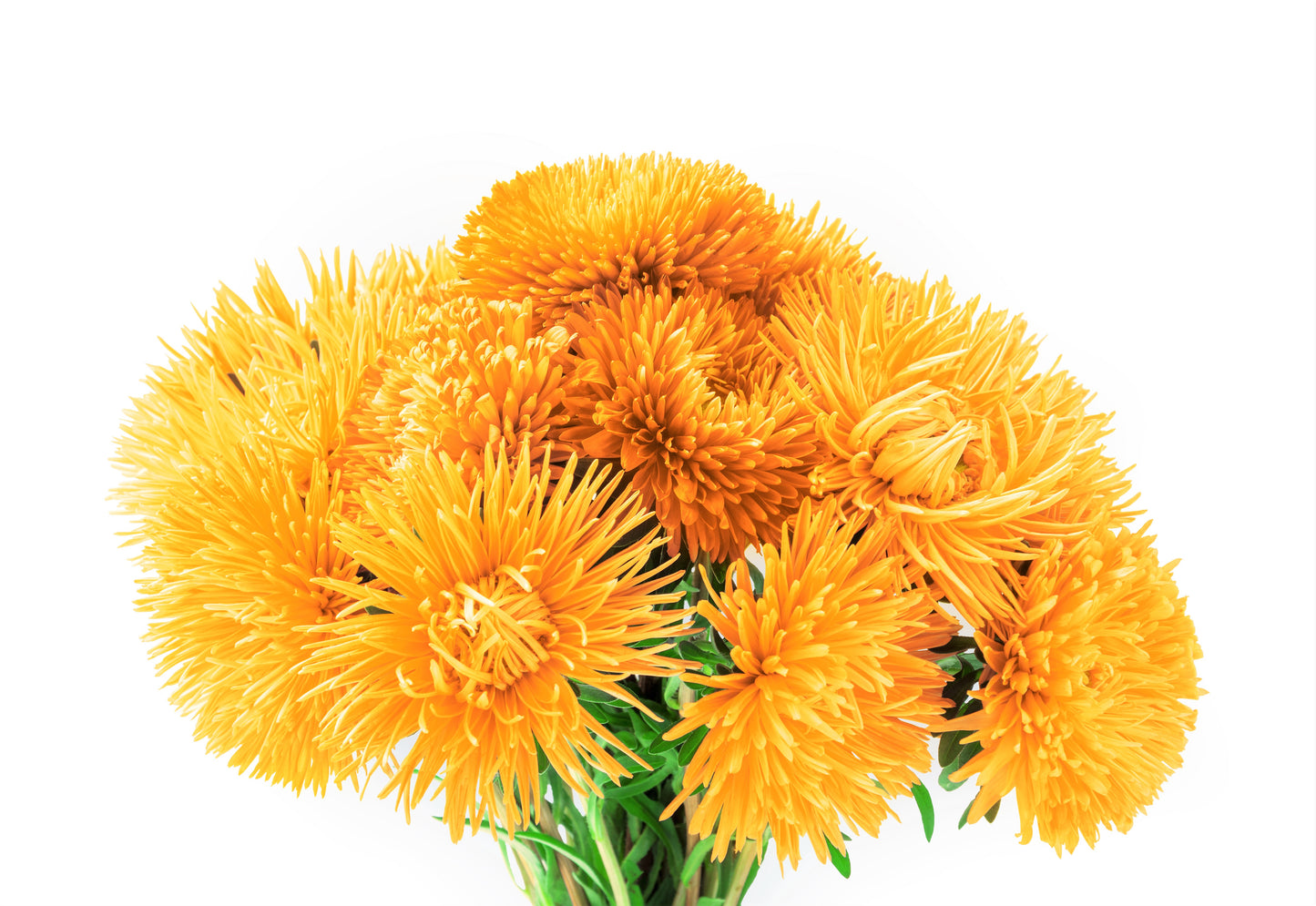 30 YELLOW NEEDLE ASTER Callistephus Chinensis Unicom Flower Seeds