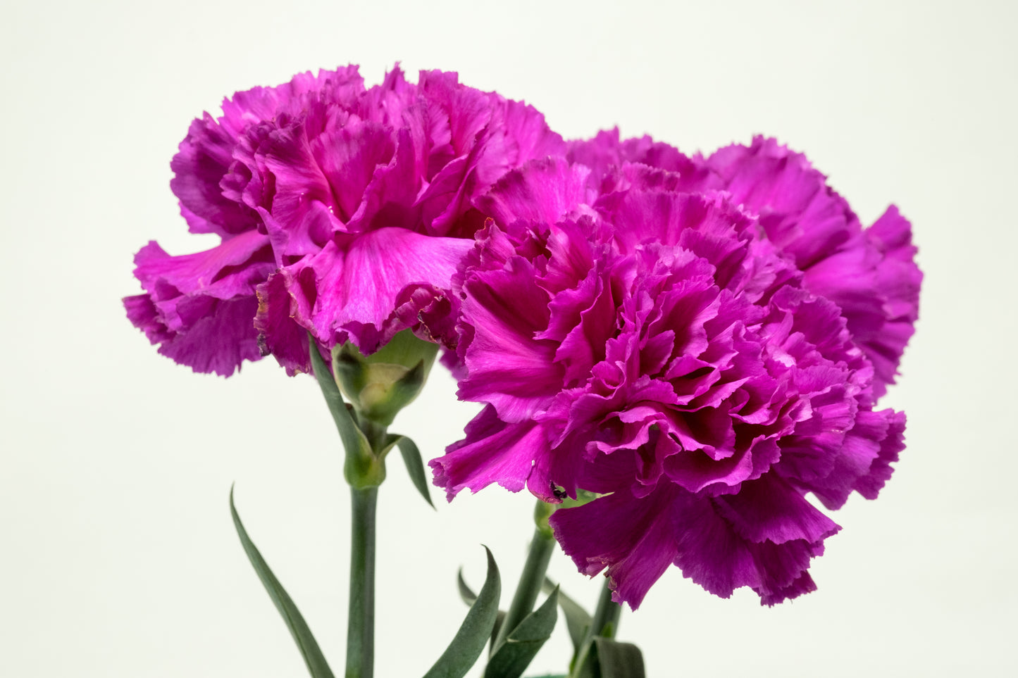 50 MAGENTA CARNATION Dianthus Caryophyllus Chabaud Flower Seeds