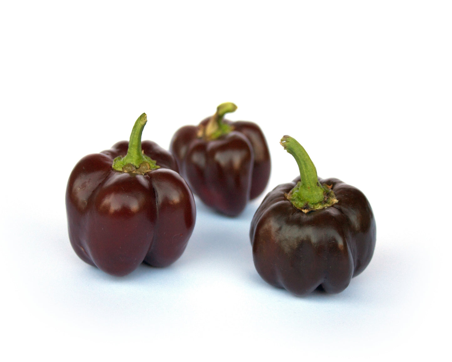 20 Organic Chocolate MINI BELL PEPPER Brown Sweet Mild Miniature Capsicum Annuum Vegetable Seeds