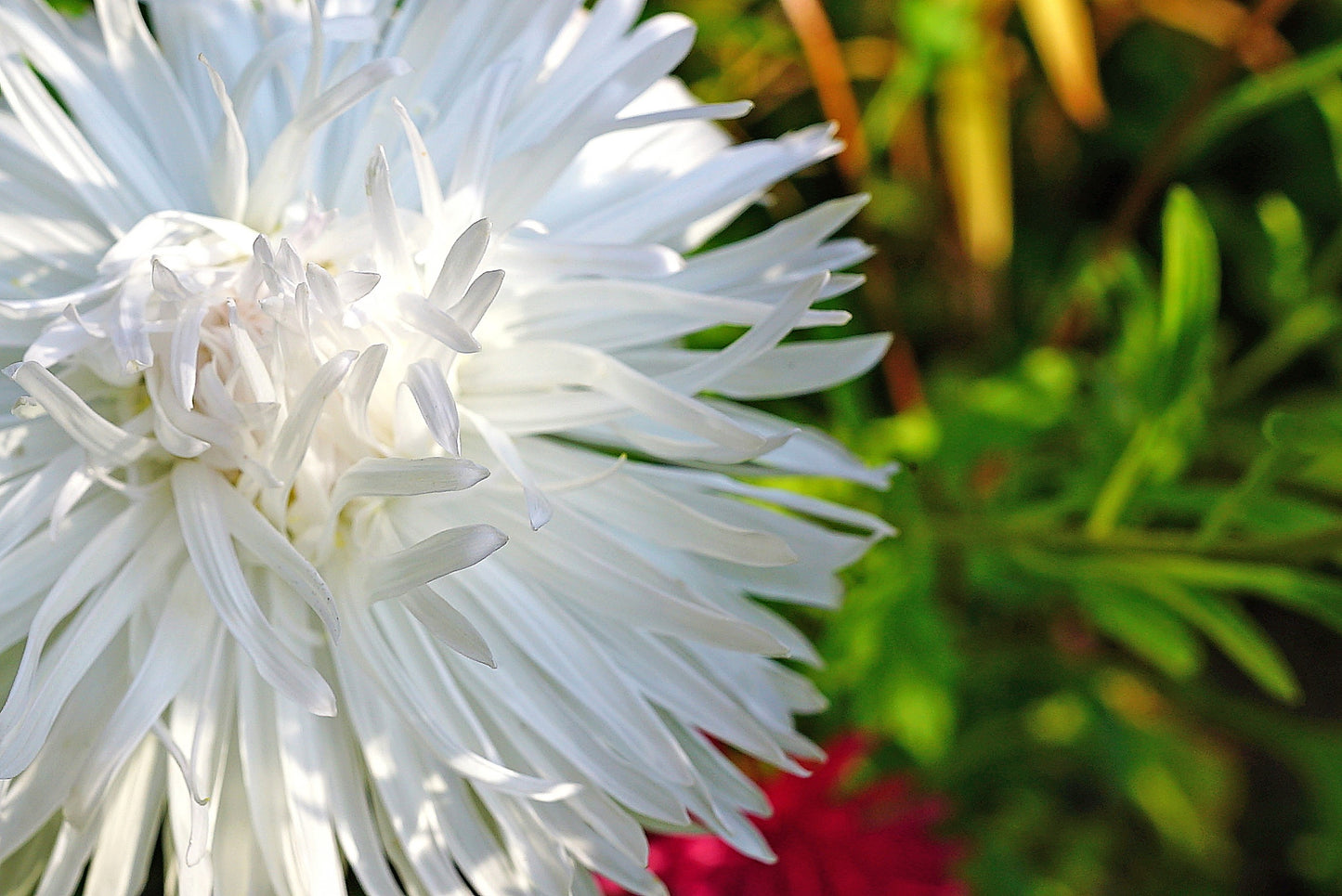 30 WHITE NEEDLE ASTER Callistephus Chinensis Unicom Flower Seeds