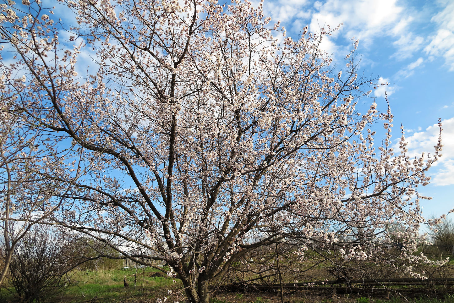 5 COMMON APRICOT Fruit Tree Prunus Armeniaca White Pink Flower Seeds