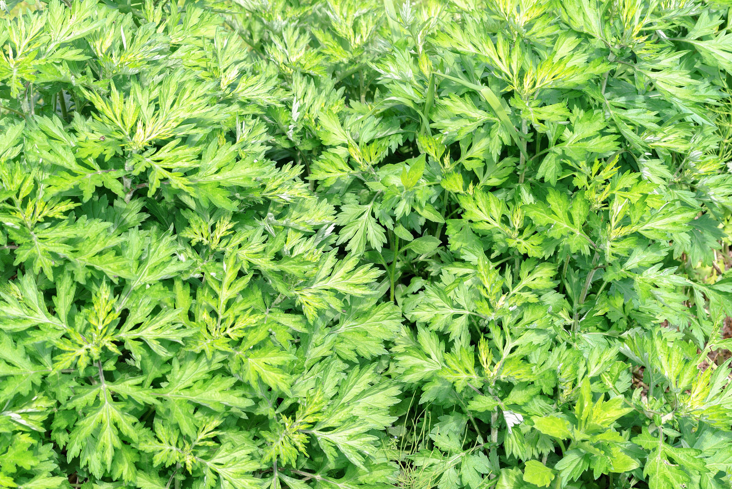 1000 JAPANESE MUGWORT Artemisia Princeps Korean Wormwood Yomagi Herb Yellow Flower Seeds