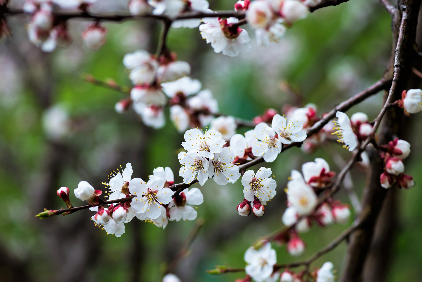 5 COMMON APRICOT Fruit Tree Prunus Armeniaca White Pink Flower Seeds