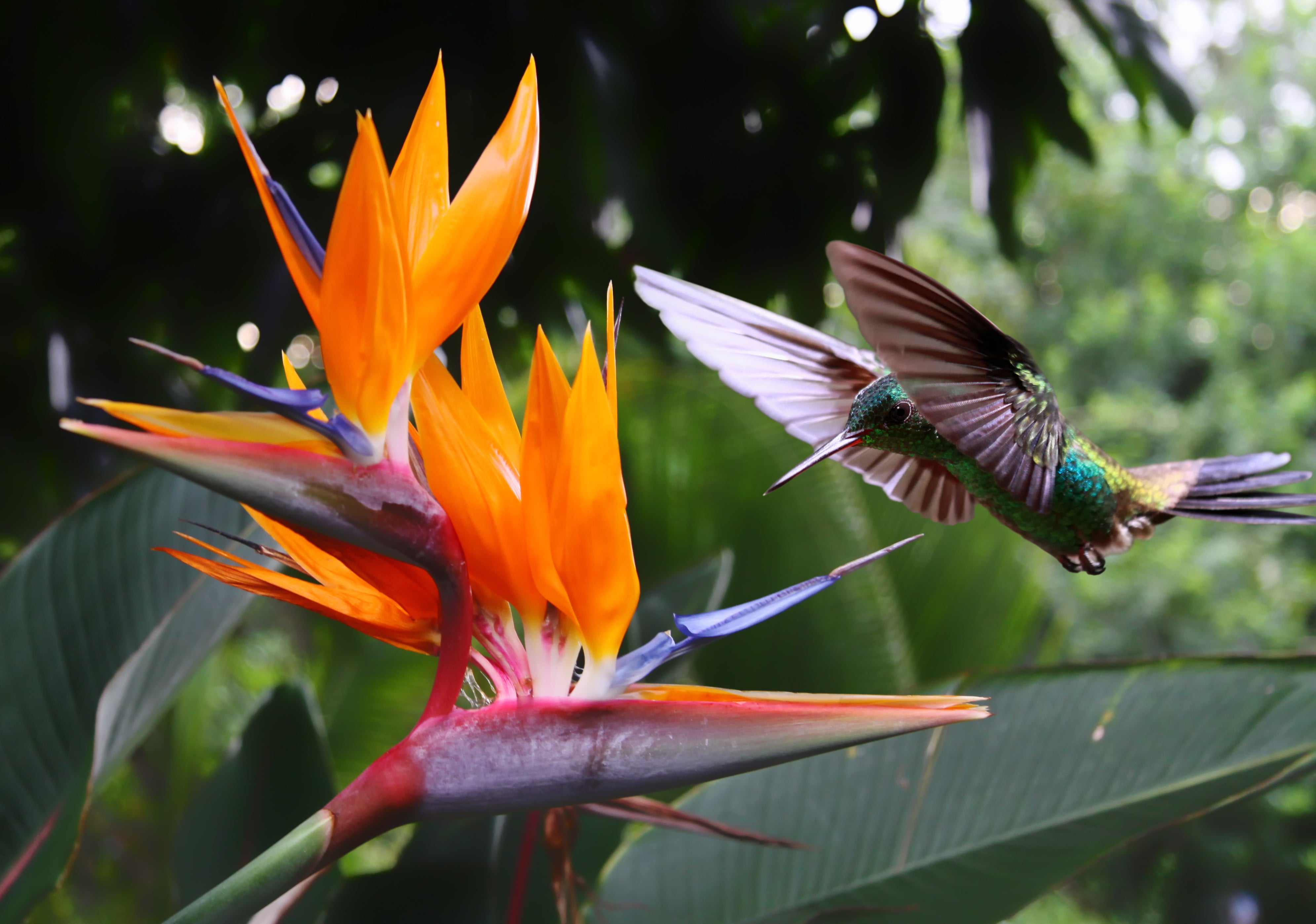 bird of paradise flower seeds 5 TROPICAL BIRD OF PARADISE Strelitzia Reginae Crane Flower Houseplant Seeds
