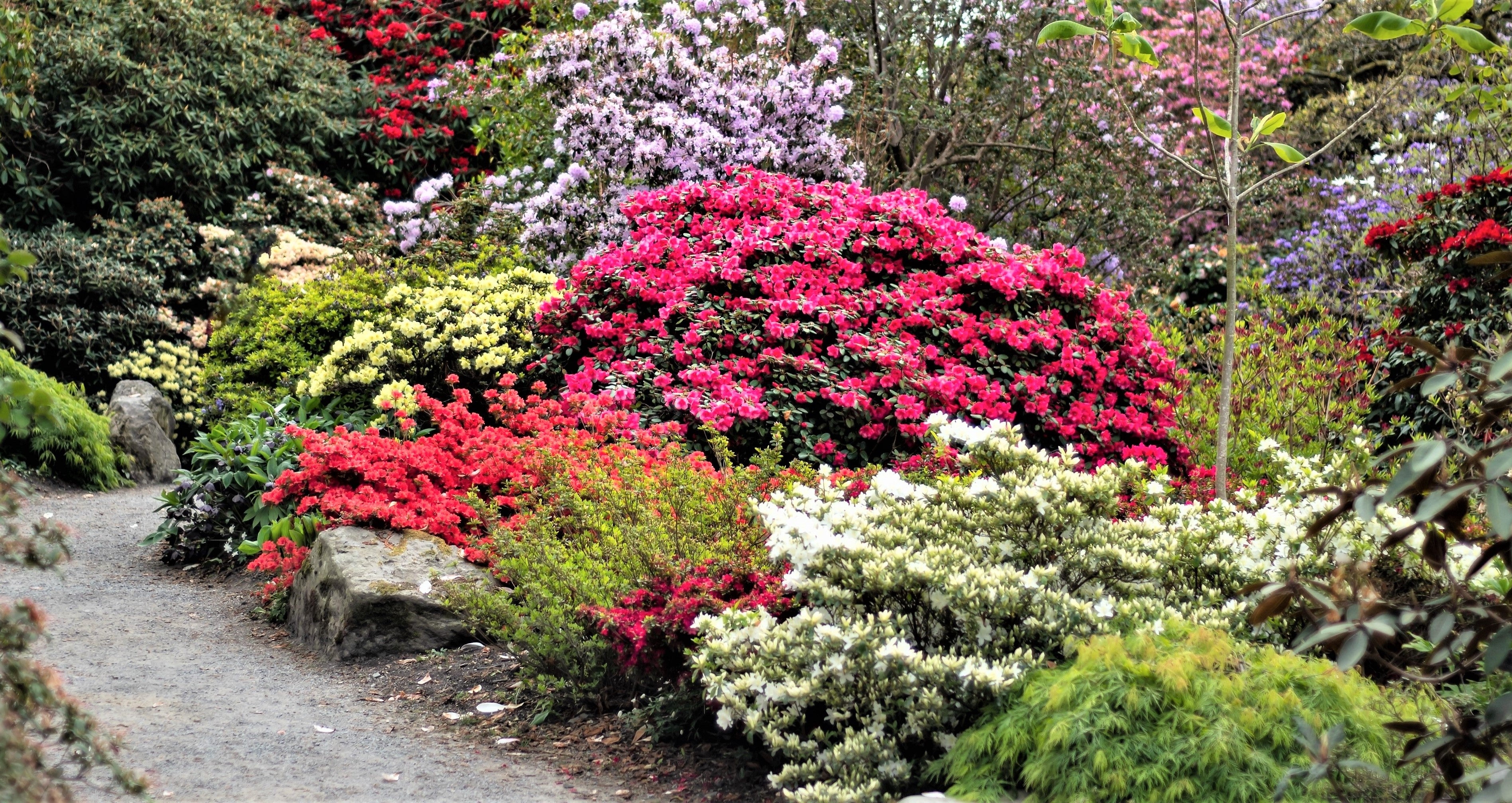 Tree & Shrub Seeds – Seedville USA
