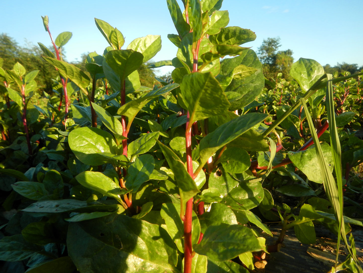 50 RED Stem MALABAR SPINACH Red Vine Ceylon Basella Alba Rubra Vegetable Seeds
